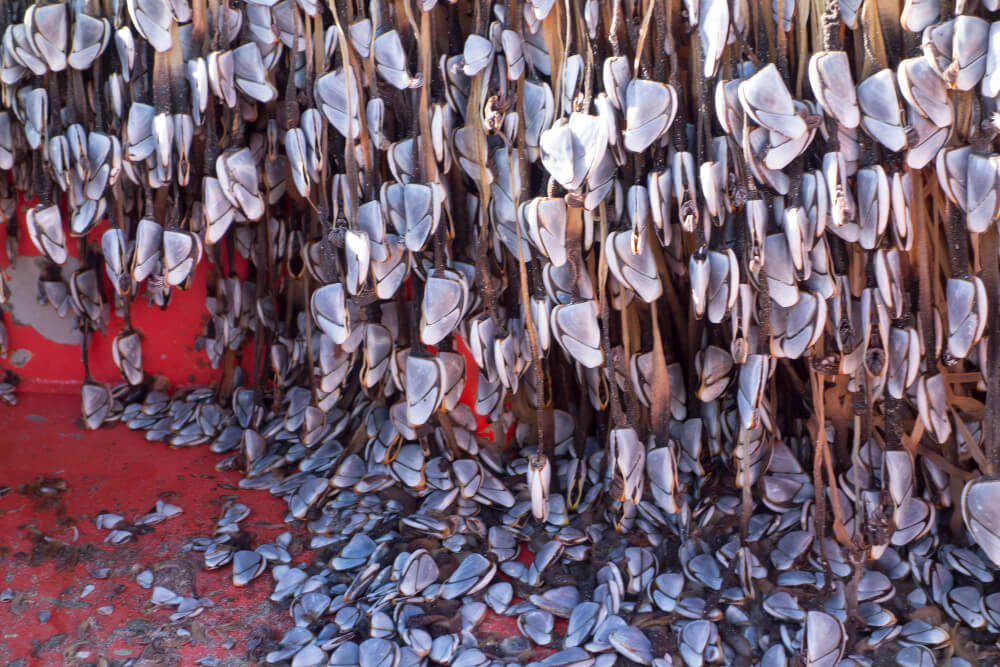 Iron Scrap Auction: Secure and Profitable Scrap Trading